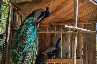Červen - výlet do ZOO Bohatice
