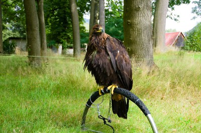 Chovatel ptactva
