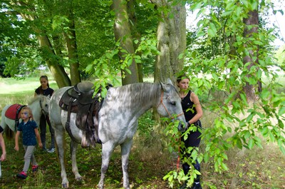 Koníci