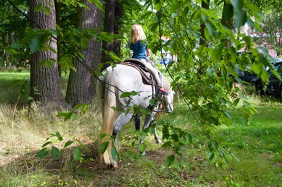 Koníci